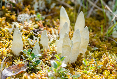 Arctic Butterfingers Lichen
