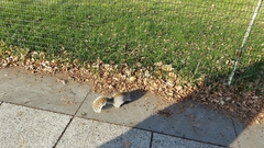 Sciurus carolinensis