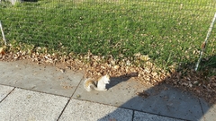 Sciurus carolinensis