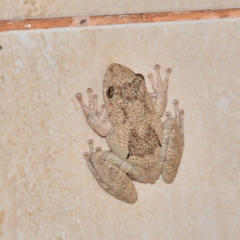 Scinax acuminatus