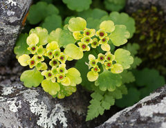 Chrysosplenium serreanum
