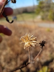 Helianthus schweinitzii