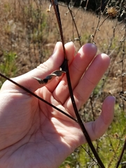 Helianthus schweinitzii