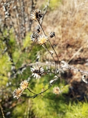 Helianthus schweinitzii
