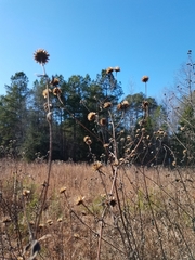 Helianthus schweinitzii