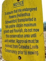 Helianthus schweinitzii