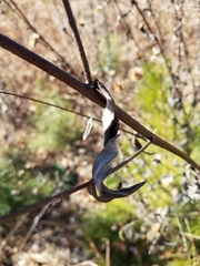 Helianthus schweinitzii