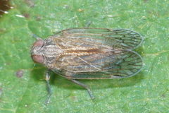 Zeoliarus oppositus