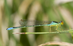 Enallagma antennatum