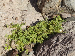 Passiflora fruticosa