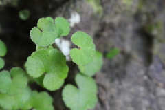 Hydrocotyle heteromeria
