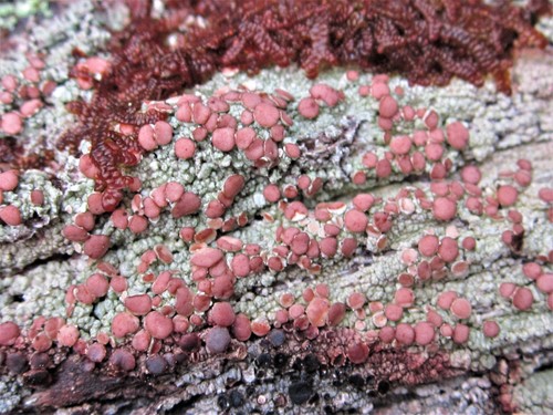 Eastern Ragged-rim Lichen