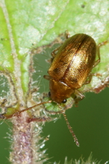 Eucolaspis brunnea