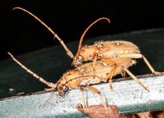 Eburia