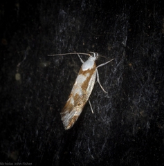 Lichenaula laniata