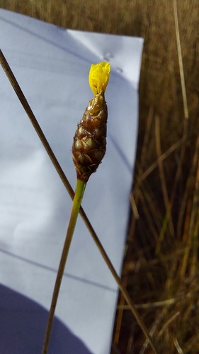 Coastalplain Yellow-eyed Grass (Xyris ambigua)