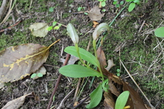 Pterostylis areolata