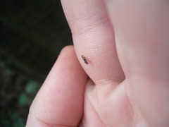 Abelopsocus basipunctatus