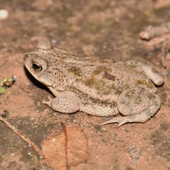 Rhinella major