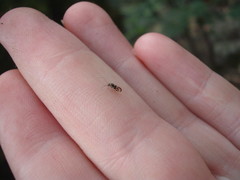 Abelopsocus basipunctatus