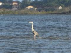 Ardea cocoi