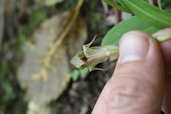 Pterostylis areolata