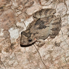 Scinax acuminatus