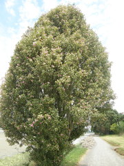 Lagunaria patersonia
