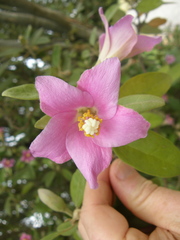 Lagunaria patersonia