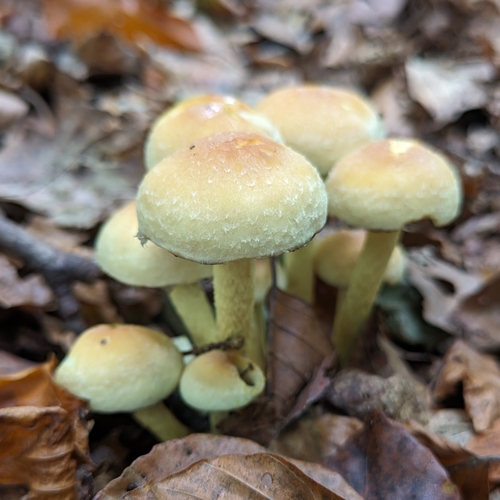 Grünblättriger Schwefelkopf