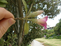 Lagunaria patersonia