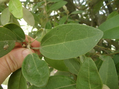 Lagunaria patersonia