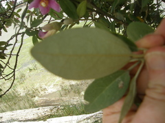 Lagunaria patersonia