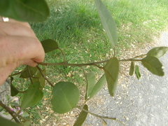 Lagunaria patersonia