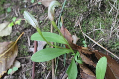 Pterostylis areolata