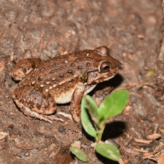 Leptodactylus bufonius