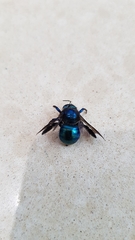 Xylocopa bombylans