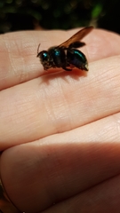 Xylocopa bombylans