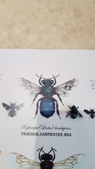 Xylocopa bombylans