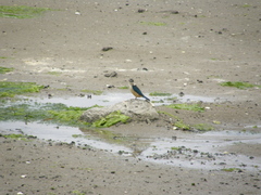 Todiramphus sanctus vagans