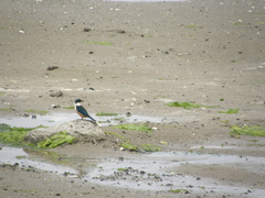 Todiramphus sanctus vagans