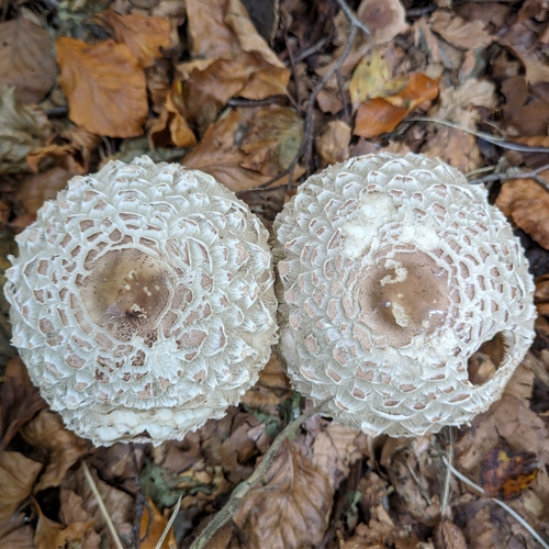 Wald-Safranschirmling