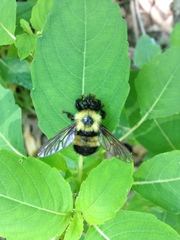 Laphria thoracica