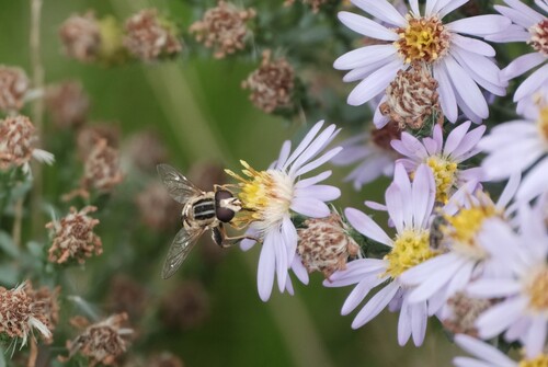 Unknown species found near Davis County, UT, USA