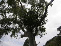 Ficus macrophylla