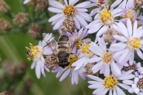Unknown species found near Davis County, UT, USA