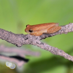 Dendropsophus nanus