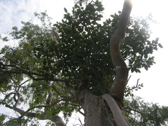 Ficus macrophylla