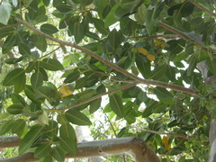 Ficus macrophylla