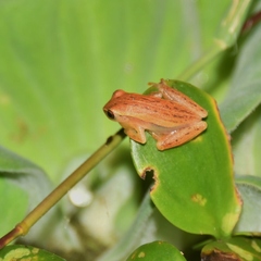 Dendropsophus nanus